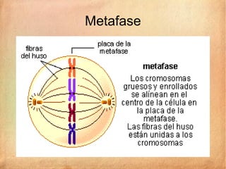 Metafase
 