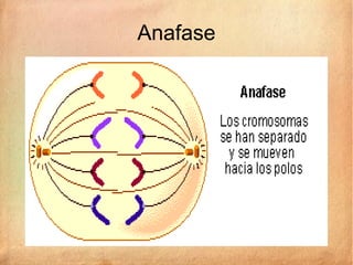 Anafase
 