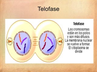 Telofase
 
