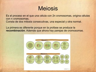 Meiosis
Es el proceso en el que una célula con 2n cromosomas, origina células
con n cromosomas.
Consta de dos mitosis consecutivas, una especial y otra normal.
La primera es diferente porque en la profase se produce la
recombinación. Además que ahora hay parejas de cromosomas.
 