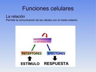 Funciones celulares
La relación
Permite la comunicación de las células con el medio exterior.
 