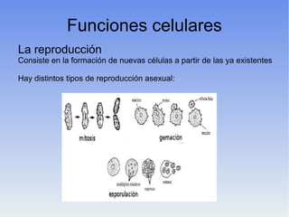 Funciones celulares
La reproducción
Consiste en la formación de nuevas células a partir de las ya existentes
Hay distintos tipos de reproducción asexual:
 