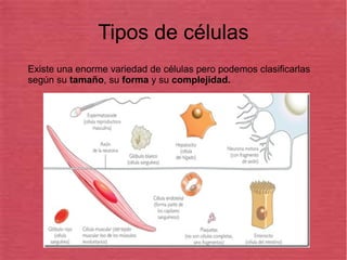 Tipos de células
Existe una enorme variedad de células pero podemos clasificarlas
según su tamaño, su forma y su complejidad.
 