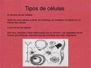 El tamaño de las células:
Varía de unas células a otras, sin embargo,se mantiene constante en un
mismo tipo celular.
La forma de las células:
Son muy variadas y está relacionada con su función. Las vegetales tienen
formas geométricas, mientras que las animales son más irregulares.
Tipos de células
 