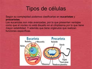 Tipos de células
Según su complejidad podemos clasificarlas en eucariotas y
procariotas.
Las eucariotas son más avanzadas, por lo que presentan ventajas
como que el núcleo no está disuelto en el citoplasma por lo que tiene
mayor estabilidad. Y además que tiene orgánulos que realizan
funciones específicas.
 