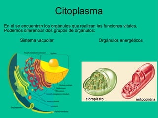 Citoplasma
En él se encuentran los orgánulos que realizan las funciones vitales.
Podemos diferenciar dos grupos de orgánulos:
Sistema vacuolar Orgánulos energéticos
 