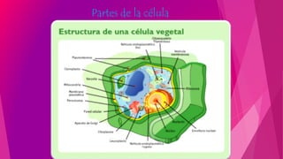 Partes de la célula
 