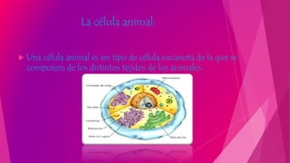 La célula animal:
 Una célula animal es un tipo de célula eucariota de la que se
componen de los distintos tejidos de los animales.
 