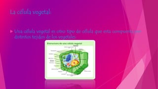 La célula vegetal:
 Una célula vegetal es otro tipo de célula que esta compuesta por
distintos tejidos de los vegetales.
 