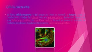 Célula eucariota:
 Se llama célula eucariota —del griego eu, ‘bien’ o ‘normal’, y karyon, ‘nuez’ o
‘núcleo’—1 a todas las células con un núcleo celular delimitado dentro de
una doble capa lipídica: la envoltura nuclear, la cual es porosa y contiene su
material hereditario, fundamentalmente su información genética
 