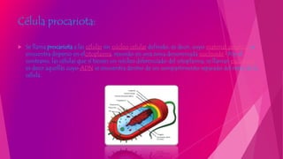 Célula procariota:
 Se llama procariota a las células sin núcleo celular definido, es decir, cuyo material genético se
encuentra disperso en elcitoplasma, reunido en una zona denominada nucleoide.1 Por el
contrario, las células que sí tienen un núcleo diferenciado del citoplasma, se llaman eucariotas,
es decir aquellas cuyo ADN se encuentra dentro de un compartimento separado del resto de la
célula.
 