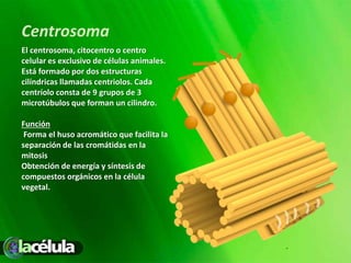 Centrosoma
El centrosoma, citocentro o centro
celular es exclusivo de células animales.
Está formado por dos estructuras
cilíndricas llamadas centriolos. Cada
centríolo consta de 9 grupos de 3
microtúbulos que forman un cilindro.
Función
Forma el huso acromático que facilita la
separación de las cromátidas en la
mitosis
Obtención de energía y síntesis de
compuestos orgánicos en la célula
vegetal.
 