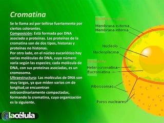 Cromatina
Se le llama así por teñirse fuertemente por
ciertos colorantes.
Composición: Está formada por DNA
asociado a proteínas. Las proteínas de la
cromatina son de dos tipos, histonas y
proteínas no histonas.
Por otro lado, en el núcleo eucariótico hay
varias moléculas de DNA, cuyo número
varía según las especies; cada molécula de
DNA, con sus proteínas asociadas, es un
cromosoma.
Ultraestructura: Las moléculas de DNA son
muy largas, ya que miden varios cm de
longitud,se encuentran
extraordinariamente compactadas,
formando la cromatina, cuya organización
es la siguiente.
 