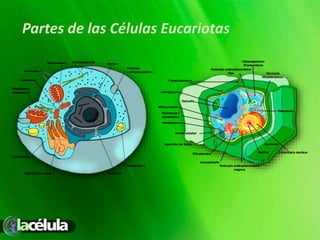 Partes de las Células Eucariotas
 