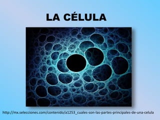 LA CÉLULA
http://mx.selecciones.com/contenido/a1253_cuales-son-las-partes-principales-de-una-celula
 