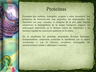 Proteínas
Formados por carbono, hidrogeno, oxigeno y otros elementos. Son
polímeros de biomoléculas mas pequeñas, los aminoácidos. Sus
funciones son muy variadas; el colágeno de la piel tiene función
estructural, la hemoglobina de la sangre transporta oxigeno, los
anticuerpos intervienen en la defensa contra las infecciones y las
enzimas regulan las reacciones químicas en la célula.
En la membrana las proteínas desempeña diversas funciones:
transportadoras, conectoras (conectan la membrana con la matriz
extracelular o con el interior), receptoras (encargadas del
reconocimiento celular y adhesión) y enzimas.
 