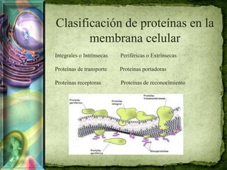 Clasificación de proteínas en la
membrana celular
Integrales o Intrínsecas Periféricas o Extrínsecas
Proteínas de transporte Proteínas portadoras
Proteínas receptoras Proteínas de reconocimiento
 