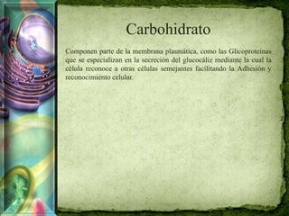 Carbohidrato
Componen parte de la membrana plasmática, como las Glicoproteínas
que se especializan en la secreción del glucocáliz mediante la cual la
célula reconoce a otras células semejantes facilitando la Adhesión y
reconocimiento celular.
 