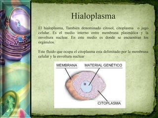 Hialoplasma
El hialoplasma, También denominado citosol, citoplasma o jugo
celular. Es el medio interno entre membrana plasmática y la
envoltura nuclear. En este medio es donde se encuentran los
orgánulos.
Este fluido que ocupa el citoplasma esta delimitado por la membrana
celular y la envoltura nuclear
 