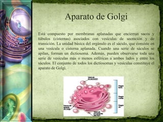 Aparato de Golgi
Está compuesto por membranas aplanadas que encierran sacos y
túbulos (cisternas) asociados con vesículas de secreción y de
transición. La unidad básica del orgánulo es el sáculo, que consiste en
una vesícula o cisterna aplanada. Cuando una serie de sáculos se
apilan, forman un dictiosoma. Además, pueden observarse toda una
serie de vesículas más o menos esféricas a ambos lados y entre los
sáculos. El conjunto de todos los dictiosomas y vesículas constituye el
aparato de Golgi.
 