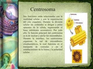 Centrosoma
Sus funciones están relacionadas con la
motilidad celular y con la organización
del cito esqueleto. Durante la división
celular los centriolos se dirigen a polos
opuestos de la célula, organizando el
huso mitótico(o acromático). Por todo
ello, la función principal del centrosoma
es la de nuclear y anclar los microtúbulos.
Durante la interface, los centrosomas
organizan la red de microtúbulos
citoplasmáticos, la cual funciona en el
transporte de vesículas y en el
establecimiento de la forma y la polaridad
celular.
 