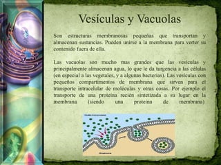 Vesículas y Vacuolas
Son estructuras membranosas pequeñas que transportan y
almacenan sustancias. Pueden unirse a la membrana para verter su
contenido fuera de ella.
Las vacuolas son mucho mas grandes que las vesículas y
principalmente almacenan agua, lo que le da turgencia a las células
(en especial a las vegetales, y a algunas bacterias). Las vesículas con
pequeños compartimentos de membrana que sirven para el
transporte intracelular de moléculas y otras cosas. Por ejemplo el
transporte de una proteína recién sintetizada a su lugar en la
membrana (siendo una proteína de membrana)
 