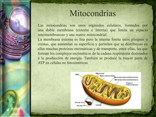 Mitocondrias
Las mitocondrias son unos orgánulos celulares, formados por
una doble membrana (externa e interna) que limita un espacio
intermembranoso y una matriz mitocondrial.
La membrana externa es lisa pero la interna forma unos pliegues o
crestas, que aumentan su superficie y permiten que se distribuyan en
ellas muchas proteínas enzimáticas y de transporte, entre ellas, las que
forman los complejos enzimáticos de la cadena respiratoria destinados
a la producción de energía. También se produce la mayor parte de
ATP en células no fotosintéticas
 