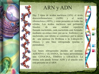 ARN y ADN
Hay 2 tipos de ácidos nucleicos (AN): el ácido
desoxirribonucleico (ADN) y el ácido
ribonucleico (ARN), y están presentes en todas las
células. Los ácidos nucleicos son polímeros
lineales de una unidad repetitiva
llamada nucleótido, cada nucleótido está formado,
mediante un enlace éster, por un ác. fosfórico y un
nucleósido, este último se constituye por la unión
de una pentosa (la D-ribosa o la 2-desoxi-D-
ribosa), y una base nitrogenada (purina o
pirimidina).
Las bases nitrogenadas pueden ser purinas:
ADENINA y GUANINA, las bases pirimidínicas
son: CITOCINA, TIMINA y URACILO. La
timina solo puede formar ADN y el uracilo solo
está presente en el ARN
 