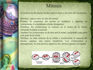 Mitosis
Es la división del núcleo en dos núcleos hijos y división del citoplasma.
Interface: reposo entre las dos divisiones
Profase: la cromatina del núcleo se condensa y organiza en
cromosomas. La membrana celular desaparece
Metafase: los cromosomas se colocan en el centro de la célula,
formando la placa ecuatorial
Anafase: los cromosomas se dividen por la mitad, emigrando cada parte
a un polo de la célula
Telofase: en cada extremo de la célula y envolviendo el material del
núcleo, aparece una nueva membrana. Los cromosomas se
desorganizan. En este proceso aparecen dos núcleos iguales al original
 