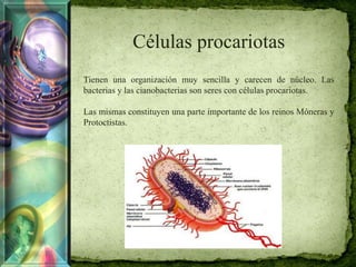 Células procariotas
Tienen una organización muy sencilla y carecen de núcleo. Las
bacterias y las cianobacterias son seres con células procariotas.
Las mismas constituyen una parte importante de los reinos Móneras y
Protoctistas.
 