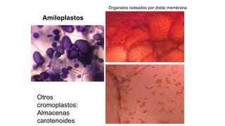 Amiloplastos
Otros
cromoplastos:
Almacenas
carotenoides
Organelos rodeados por doble membrana
 
