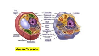 Células Eucariotas
 