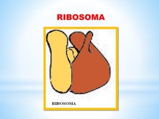 RIBOSOMA
 