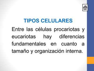 TIPOS CELULARES
Entre las células procariotas y
eucariotas hay diferencias
fundamentales en cuanto a
tamaño y organización interna.
 