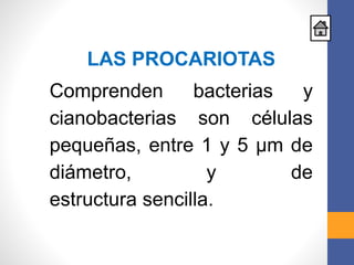 LAS PROCARIOTAS
Comprenden bacterias y
cianobacterias son células
pequeñas, entre 1 y 5 µm de
diámetro, y de
estructura sencilla.
 