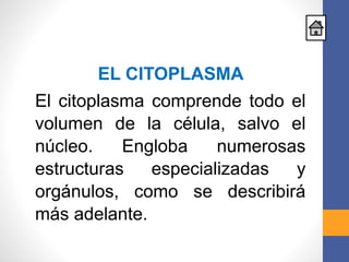 EL CITOPLASMA
El citoplasma comprende todo el
volumen de la célula, salvo el
núcleo. Engloba numerosas
estructuras especializadas y
orgánulos, como se describirá
más adelante.
 