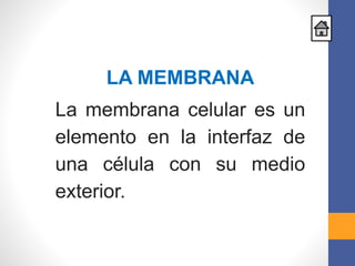 LA MEMBRANA
La membrana celular es un
elemento en la interfaz de
una célula con su medio
exterior.
 