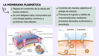 LA MEMBRANA PLASMÁTICA
Separa el contenido de la célula del
medio externo.
Es una delgada capa, compuesta por
una bicapa lipídica continua y
proteínas intercaladas.
Controla de manera selectiva el
pasaje de solutos.
Promeve el ingreso y salida de
macromoléculas mediante
procesos llamados endocitosis y
exocitosis.
 