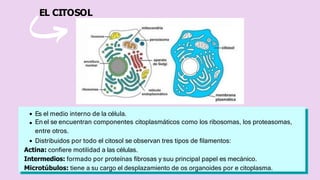 EL CITOSOL
Es el medio interno de la célula.
En el se encuentran componentes citoplasmáticos como los ribosomas, los proteasomas,
entre otros.
Distribuidos por todo el citosol se observan tres tipos de filamentos:
Actina: confiere motilidad a las células.
Intermedios: formado por proteínas fibrosas y suu principal papel es mecánico.
Microtúbulos: tiene a su cargo el desplazamiento de os organoides por e citoplasma.
 