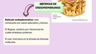 SISTEMAS DE
ENDOMEMBRANAS
Retículo endoplasmatico: esta
compuesto por sacos aplanados y túbulos.
R. Rugoso: cubierto por ribosomas los
cuales sintetizan proteínas.
R. Liso: interviene en la síntesis de diversas
moléculas.
 