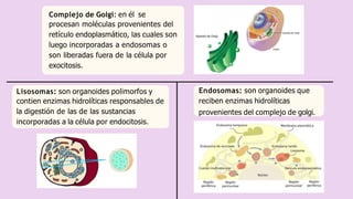 Complejo de Golgi: en él se
procesan moléculas provenientes del
retículo endoplasmático, las cuales son
luego incorporadas a endosomas o
son liberadas fuera de la célula por
exocitosis.
Endosomas: son organoides que
reciben enzimas hidrolíticas
provenientes del complejo de golgi.
Lisosomas: son organoides polimorfos y
contien enzimas hidrolíticas responsables de
la digestión de las de las sustancias
incorporadas a la célula por endocitosis.
 