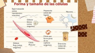Forma y tamaño de las células
 