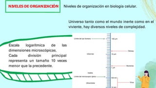 NIVELES DE ORGANIZACIÓN Niveles de organización en biología celular.
Escala logarítmica de las
dimensiones microscópicas.
Cada división principal
representa un tamaño 10 veces
menor que la precedente.
Universo tanto como el mundo inerte como en el
viviente, hay diversos niveles de complejidad.
 