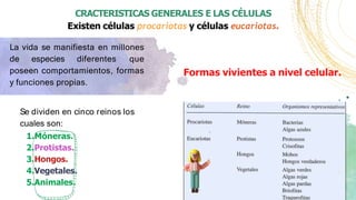CRACTERISTICAS GENERALES E LAS CÉLULAS
Existen células procariotas y células eucariotas.
La vida se manifiesta en millones
de especies diferentes que
poseen comportamientos, formas
y funciones propias.
Se dividen en cinco reinos los
cuales son:
1.Móneras.
2.Protistas.
3.Hongos.
4.Vegetales.
5.Animales.
Formas vivientes a nivel celular.
 