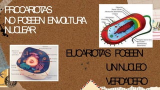 P
R
O
C
A
R
I
O
T
A
S
N
OP
O
S
E
E
N E
N
V
O
LTU
R
A
N
U
C
L
E
A
R
E
U
C
A
R
I
O
T
A
S P
O
S
E
E
N
UNN
U
C
L
E
O
V
E
R
D
A
D
E
R
O
 