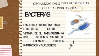 ORGANIZACION G ENERAL DE DE LAS
CELULAS PROCARIOTAS.
BACTERIAS
U
N
A C
E
L
U
L
A
E
S
C
H
E
R
I C
H
I A
B
A
C
TE
R
I A
N
A C
O
M
O
LAC
O
LI
P
R
E
S
S
E
N
T
A LA
V
E
N
T
A
JA D
E S
U FACIL CUL
TIV A
37C
E
NIONES
S
O
L
U
C
I
O
N
E
S A
C
U
O
S
A
S D
E
O
R
G
A
N
I
C
O
S , G
L
U
C
O
S
A
,
A
M
I
N
O
A
C
I
D
O
S Y NUCLEOTIDOS.
 