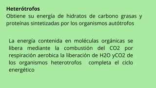 Heterótrofos
Obtiene su energía de hidratos de carbono grasas y
proteínas sintetizadas por los organismos autótrofos
La en...