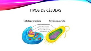 TIPOS DE CÉLULAS
 