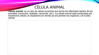 CÉLULA ANIMAL
• Célula animal: es un tipo de célula eucariota que forma los diferentes tejidos de los
animales (músculos, huesos, neuronas, etc.). La célula animal está compuesta por
membrana celular, el citoplasma en donde se encuentran los orgánulo y el núcleo
celular
 