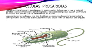 CÉLULAS PROCARIOTAS
Las células procariotas son aquellas que no poseen núcleo definido, por lo cual el material
genético se encuentra disperso por el citoplasma. Se caracterizan porque su ADN y estructura
son mucho más simples que los de las células eucariotas
Los organismos formados por este tipo de células son denominados como “procariontes” y
son organismos unicelulares, es decir, solo tienen una célula, como las bacterias y las arqueas.
.
 